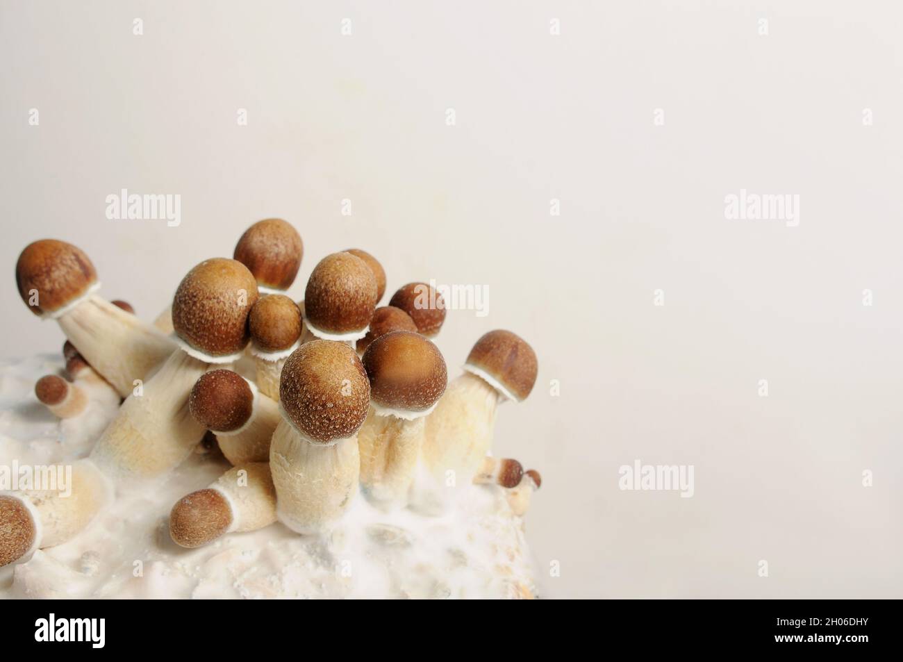 Micro growing of Psilocybe Cubensis mushrooms on white background. Mycelium block of psychedelic psilocybin mushrooms Golden Teacher. Macro view, clos Stock Photo