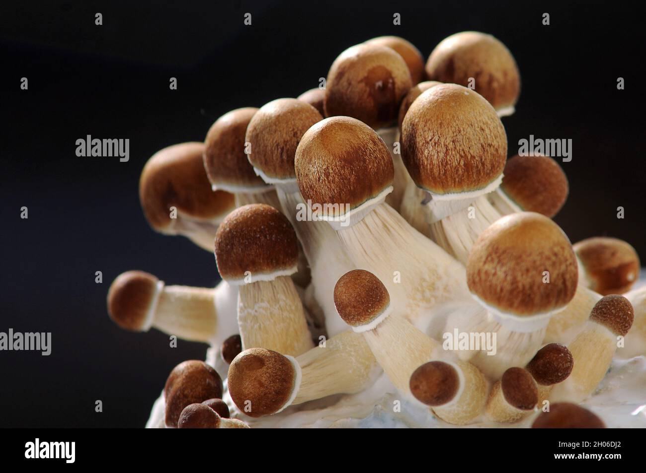 Mycelium Block Of Psychedelic Psilocybin Mushrooms Golden Teacher ...