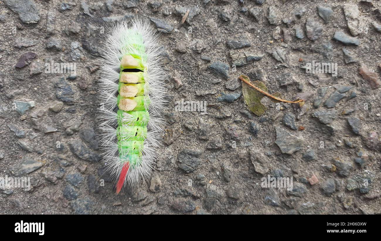 Pale tussock moth caterpillar (Calliteara pudibunda) bright green black
