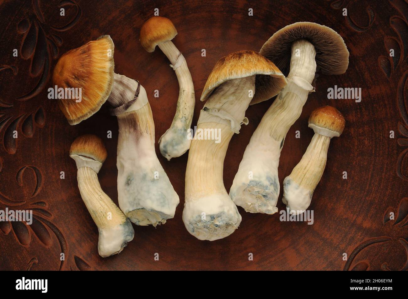 Psychedelic psilocybin mushrooms Golden Teacher, top view, close-up. Psilocybe Cubensis raw mushrooms in brown dish. Micro-dosing concept. Stock Photo