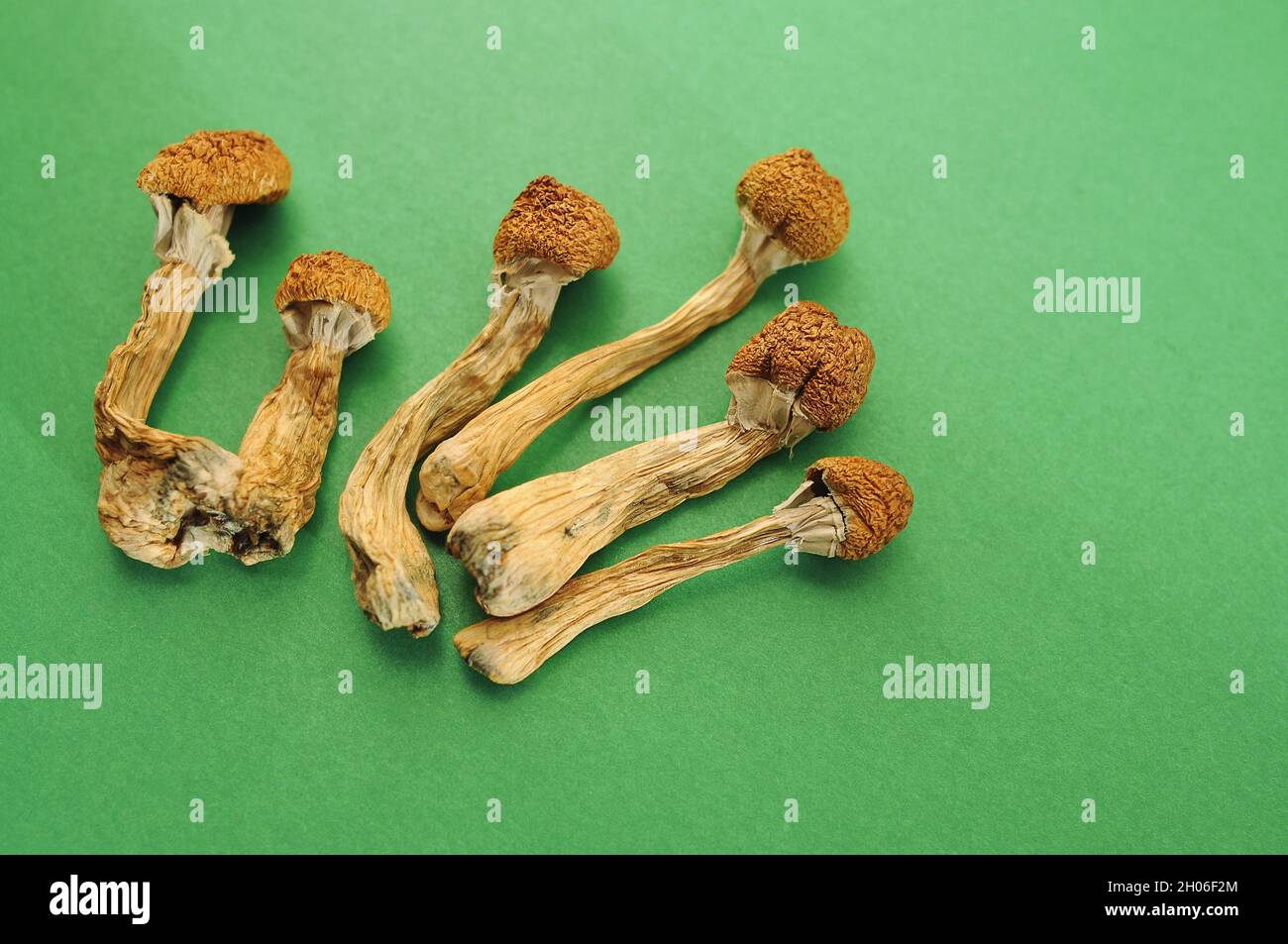 Dried psilocybin mushrooms on green background. Psychedelic magic mushroom Golden Teacher. Medical use, antidepressant. Micro-dosing concept. Stock Photo