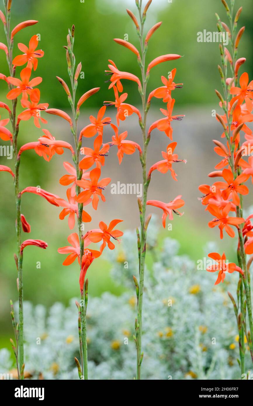 Watsonia pillansii, Beatrice watsonia. Orange flowers in mid-summer Stock Photo