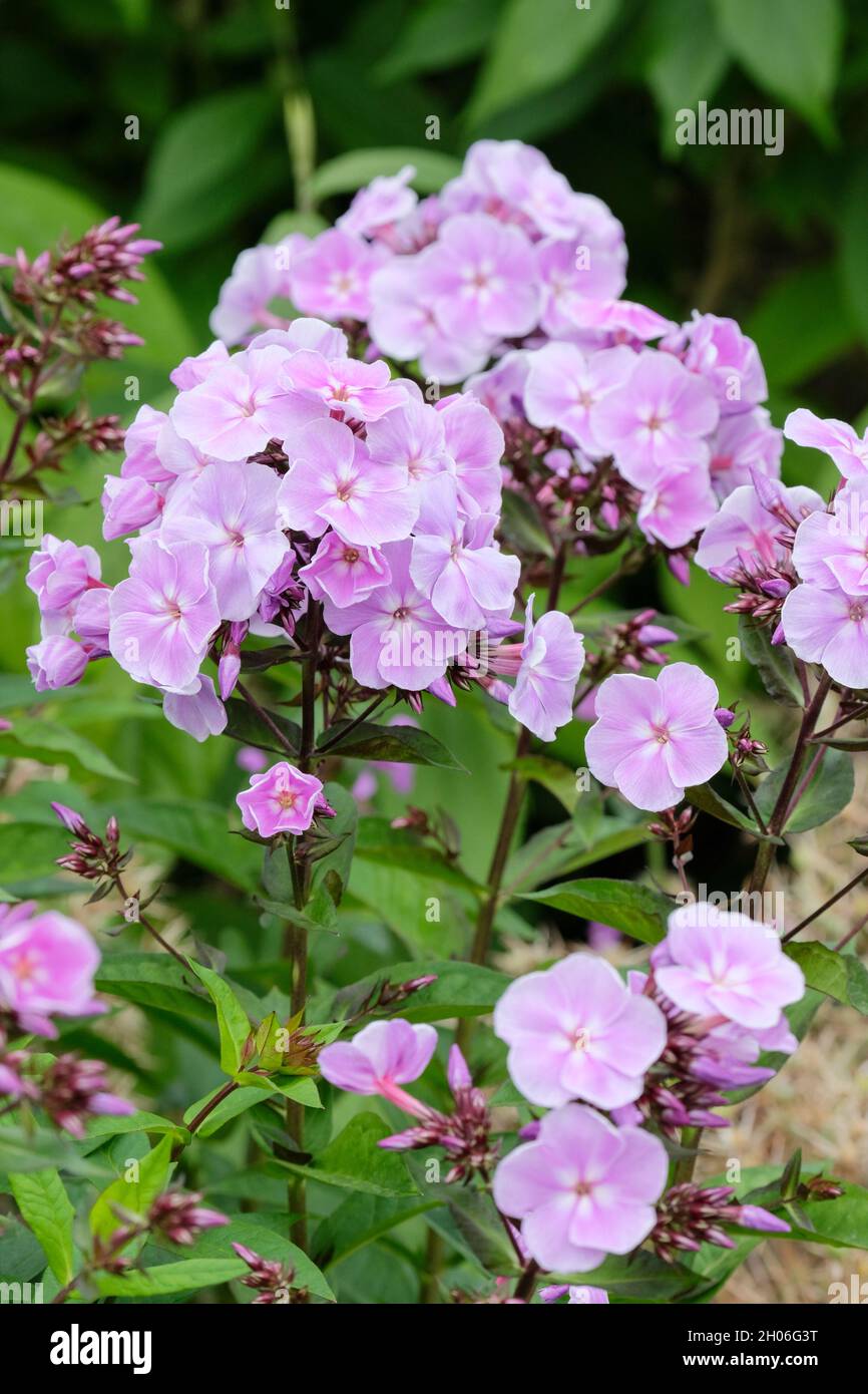 Phlox paniculata 'Franz Schubert' perennial phlox 'Franz Schubert'. Soft lilac tinged pink flowers in mid-summer Stock Photo