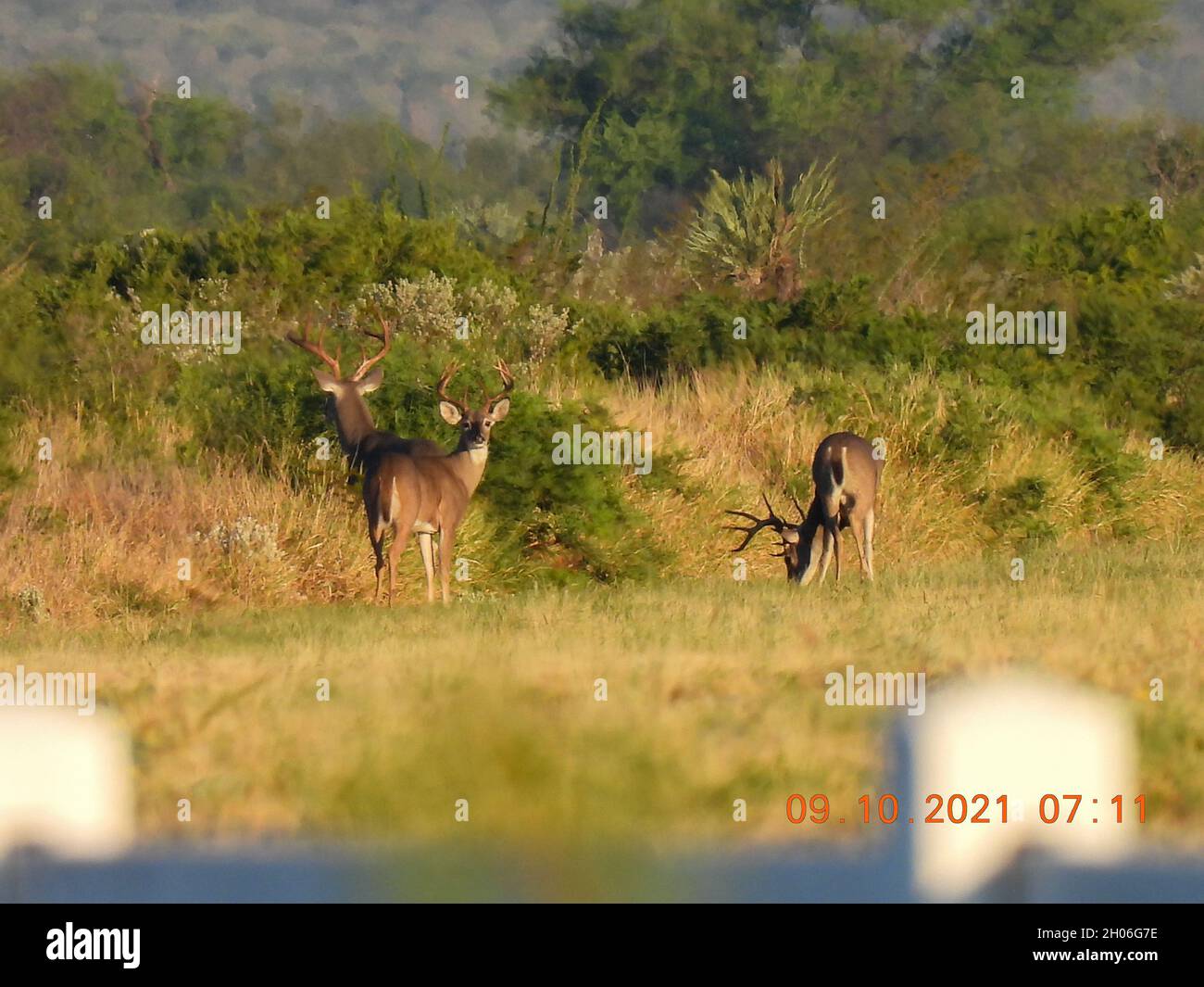 deer grazing in Mexico Stock Photo