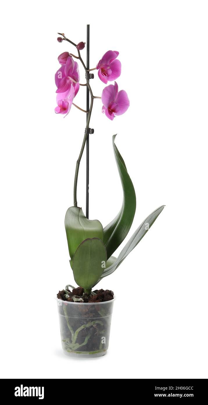 Beautiful tropical orchid flower in pot on white background Stock Photo ...