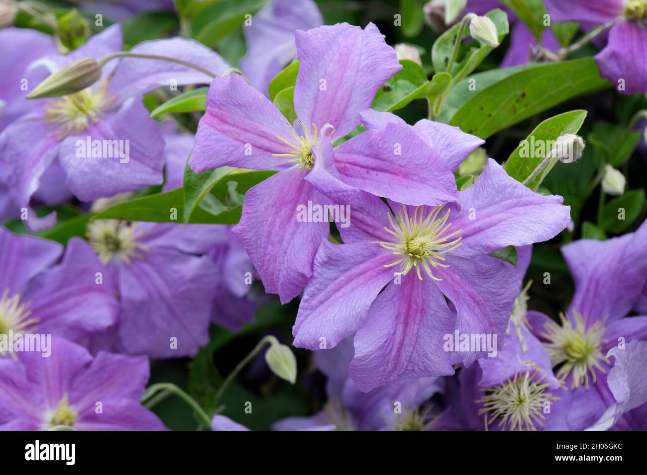 Clematis 'Perle d'Azur'. Late-Large (LL) group of Clematis. Mauve flowers with a central reddish bar Stock Photo