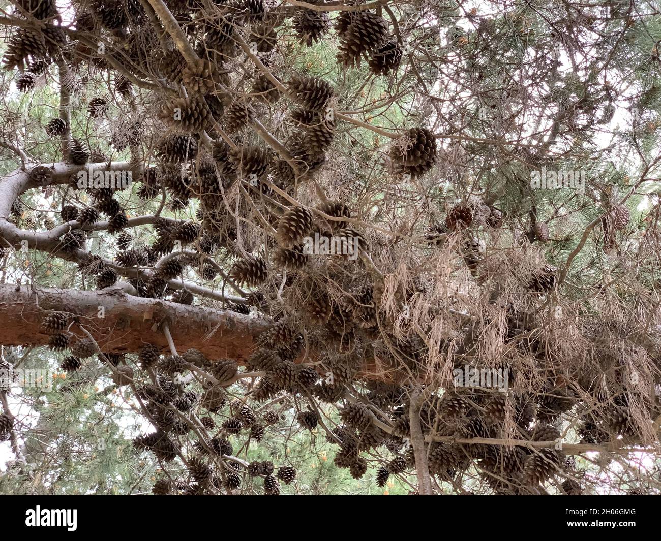 Low angle closeup tree hi-res stock photography and images - Alamy