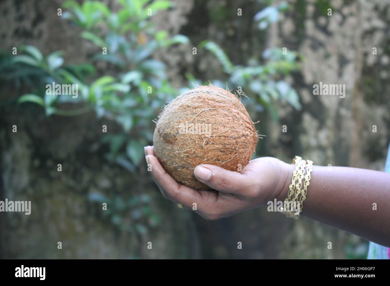 Closeup view of the coconut in the hand of a lady Stock Photo