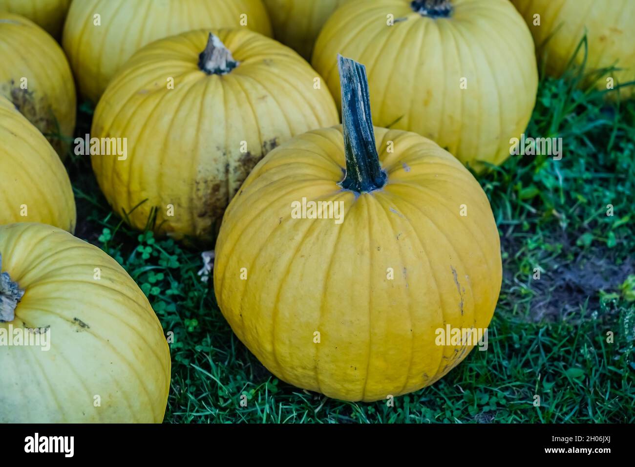 Pumpkins in a field during the fall in Canada Stock Photo - Alamy