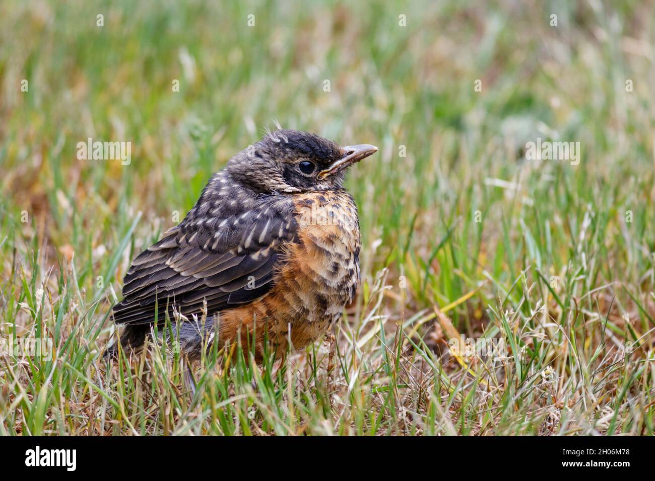 An alert American robin fledgling just out of the nest stands on an untidy lawn, its flight feathers still short and plumage ruffled (eye level view). Stock Photo