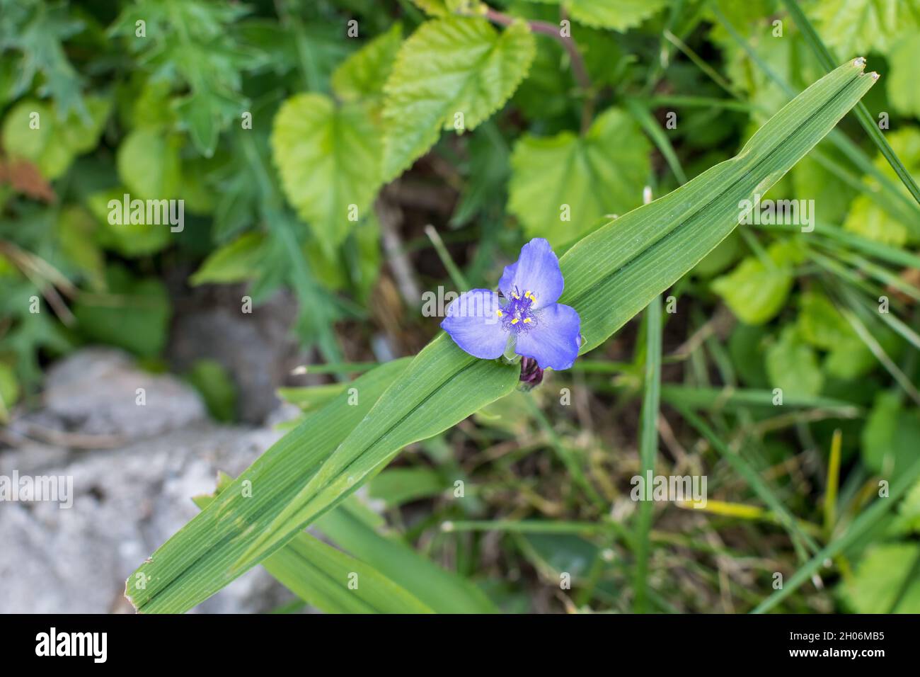 Close up of small blue flowers and green leaves of Tradescantia Virginiana plant, commonly known as Virginia spiderwort or Bluejacket in a sunny summe Stock Photo