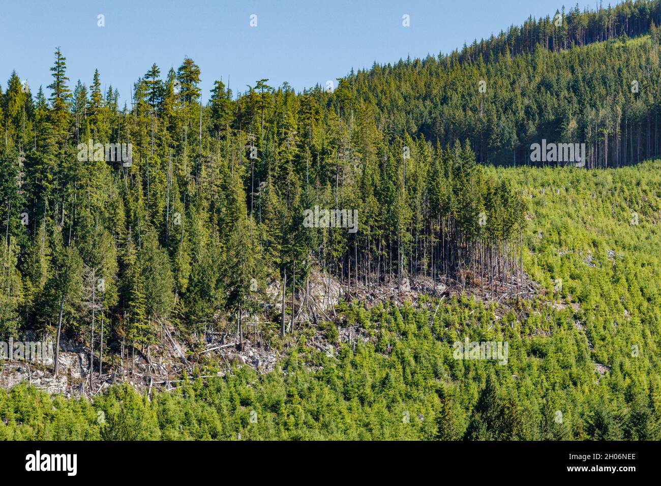 Slash from recent clearcut logging lies alongside a former clearcut, now greening up after replanting on a steep hillside in coastal British Columbia. Stock Photo