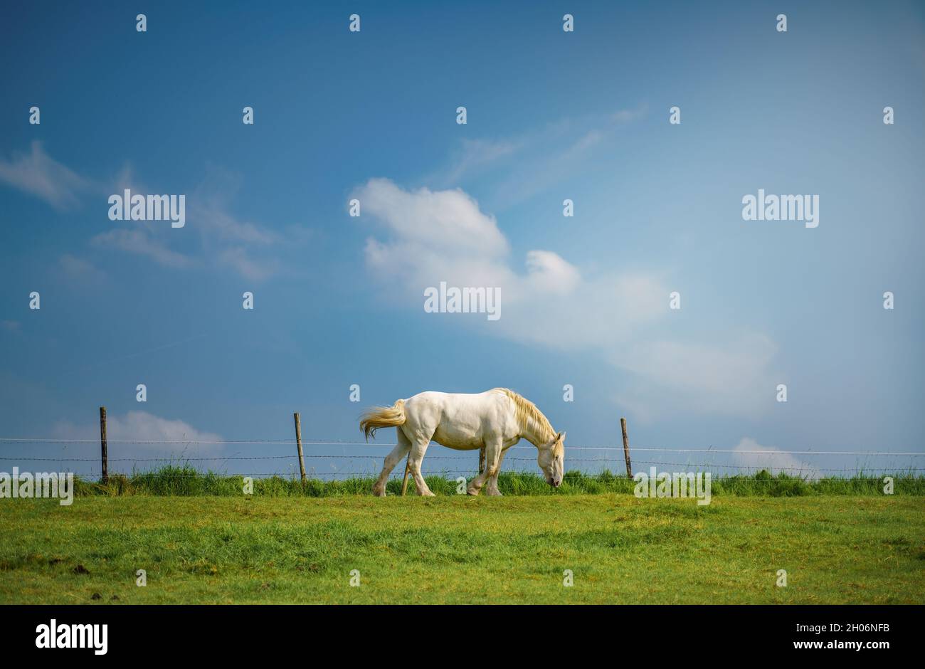 White horse grazing in a green field Stock Photo - Alamy