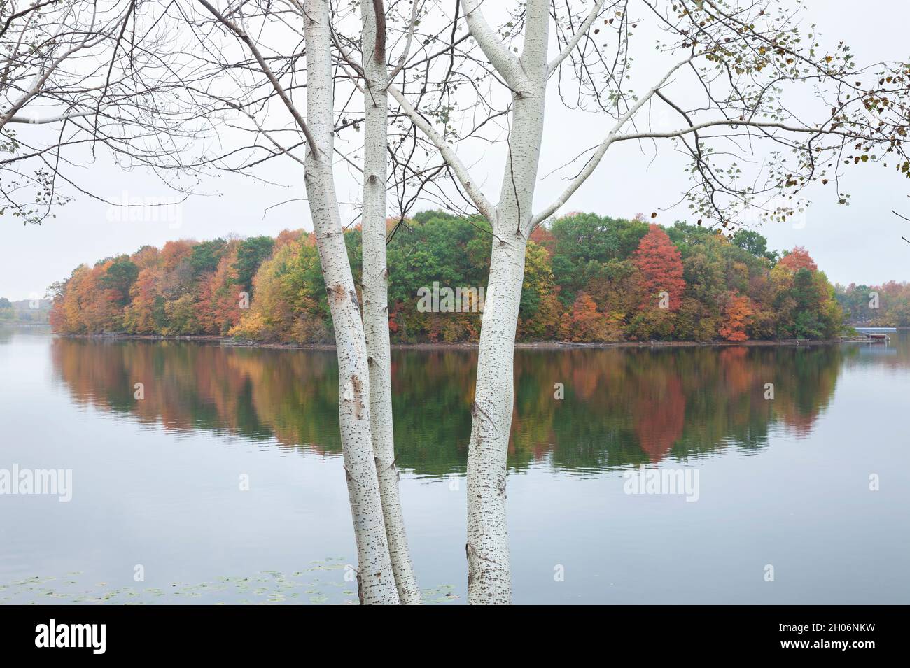 Calm lake with trees in fall color and white poplars in the foreground Stock Photo
