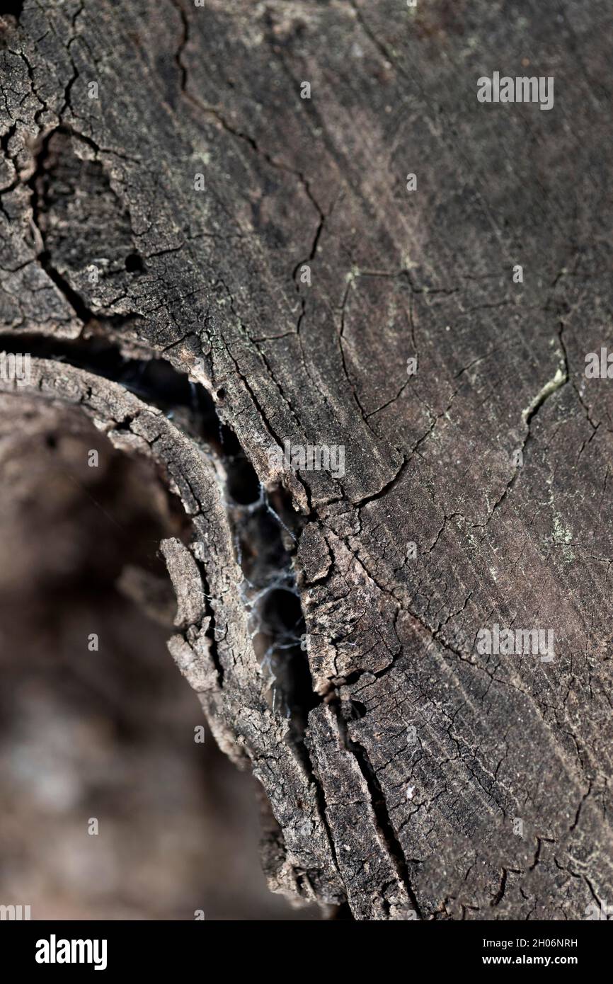 Close up wood texture background Stock Photo - Alamy