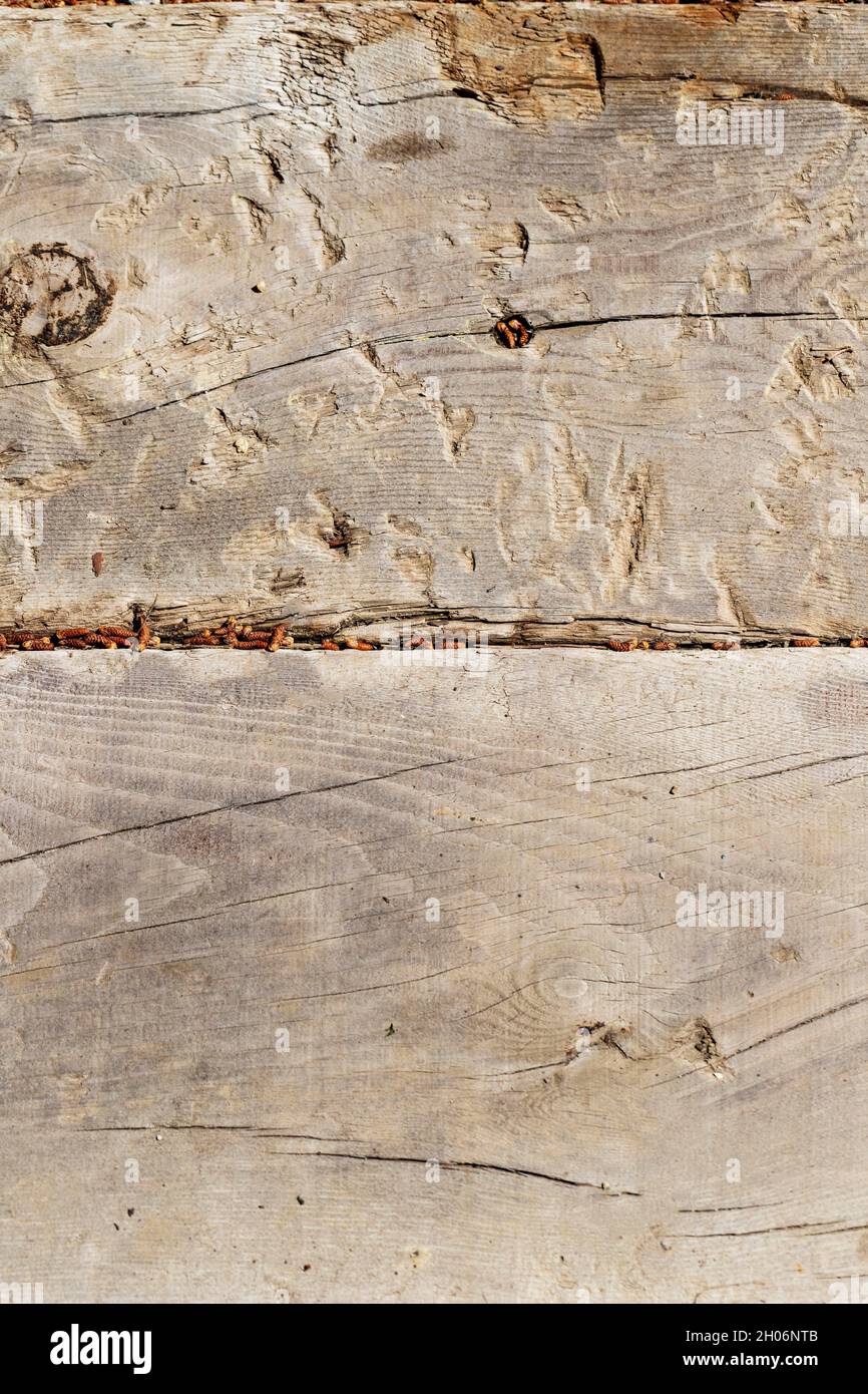 Close up wood texture background Stock Photo - Alamy