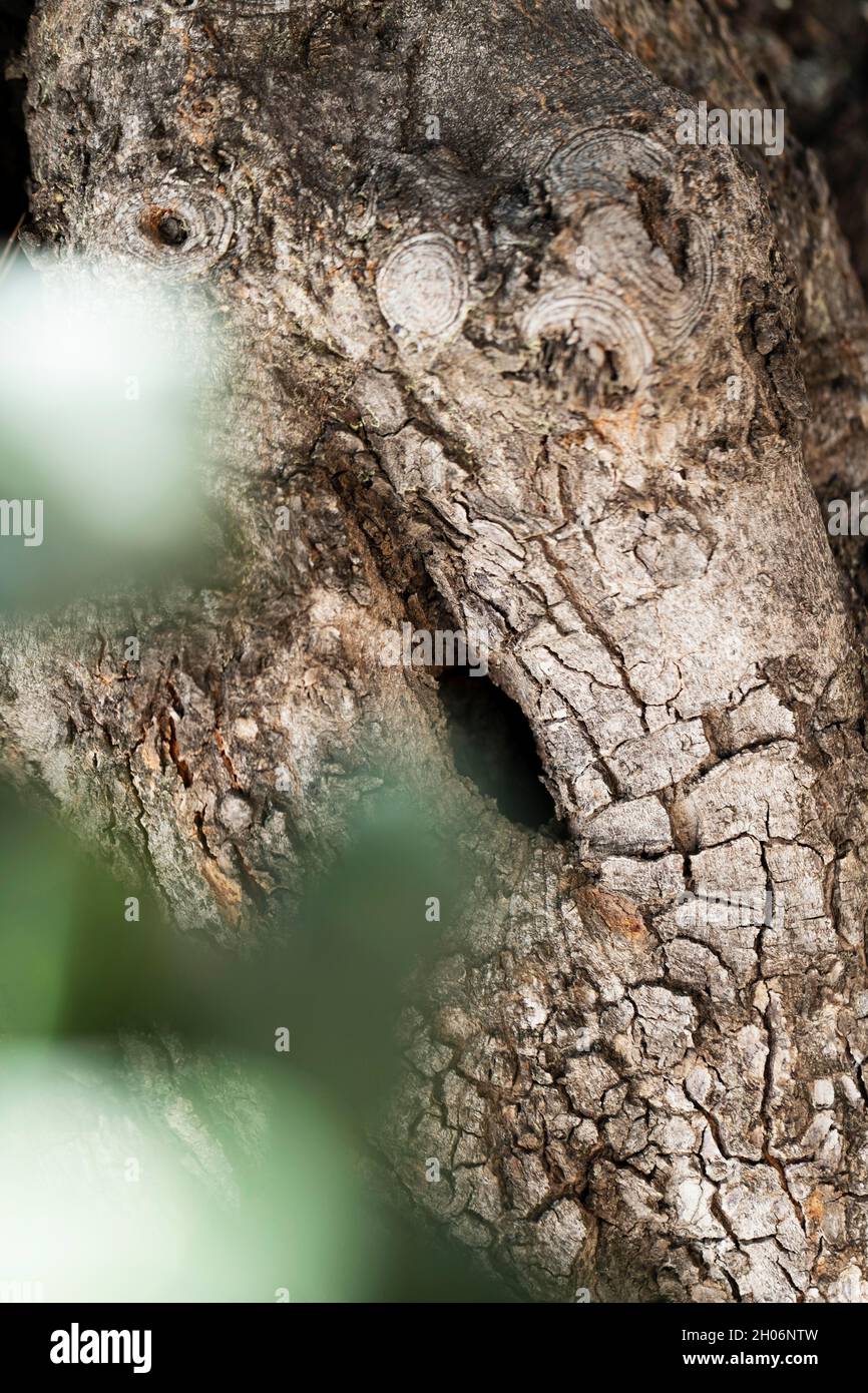 Close up wood texture background Stock Photo - Alamy