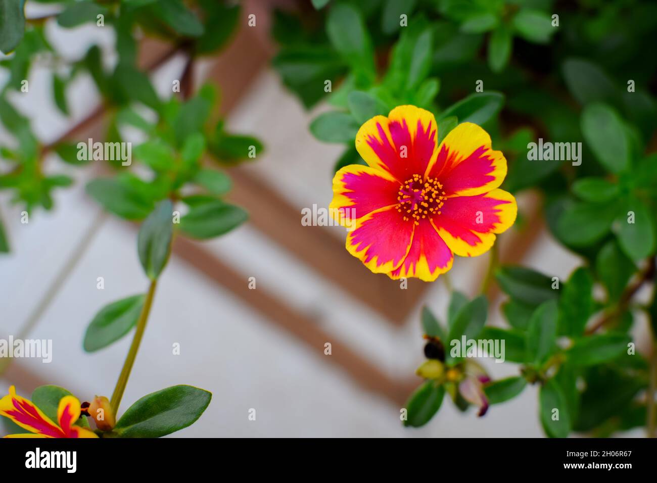 Beautiful office time flower with leaves. Used selective focus. Stock Photo