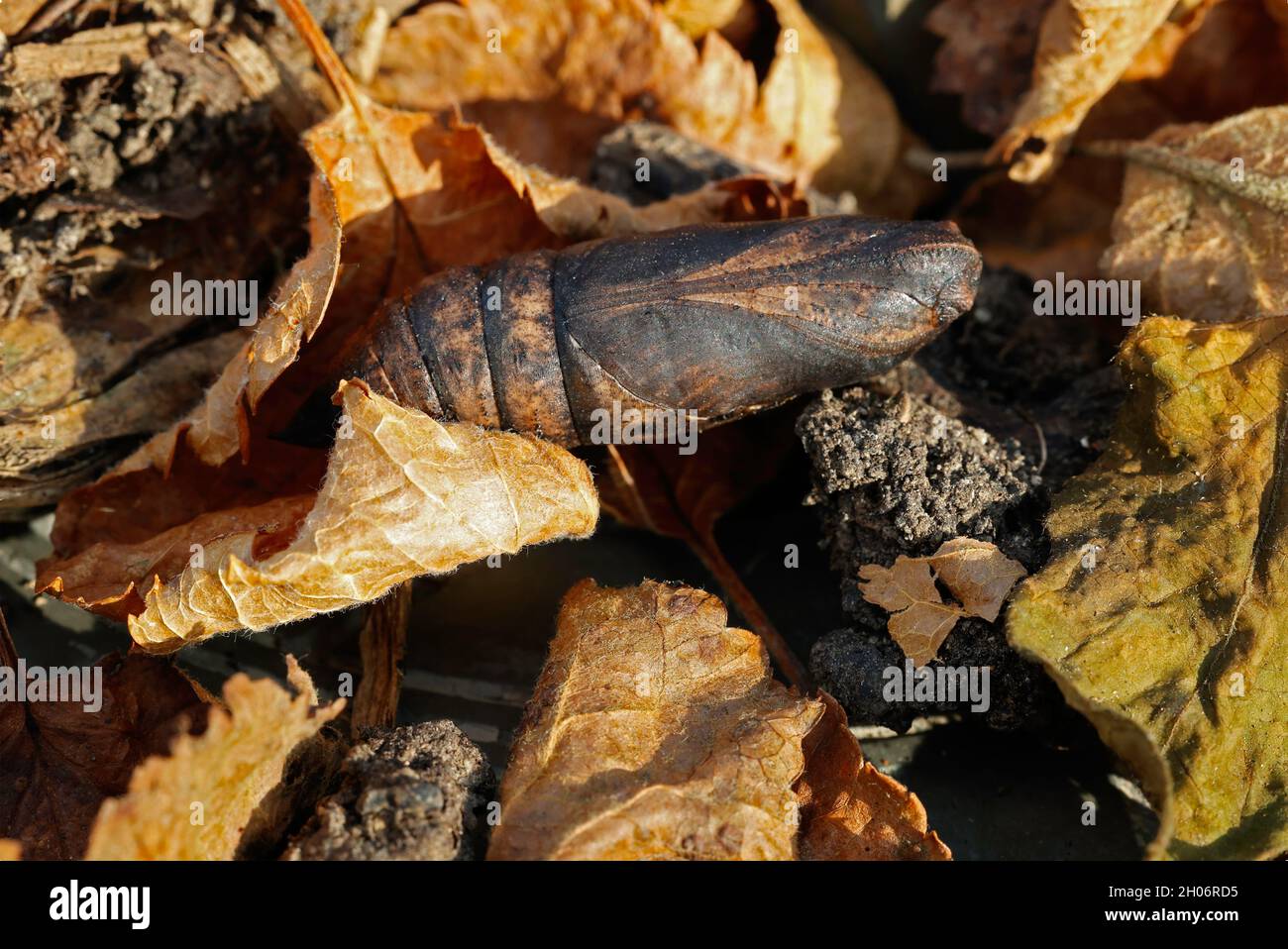Pupa or chrysalis of Elephant hawk moth Deilephila elpenor overwintering in dead leaves Cotswold UK Stock Photo