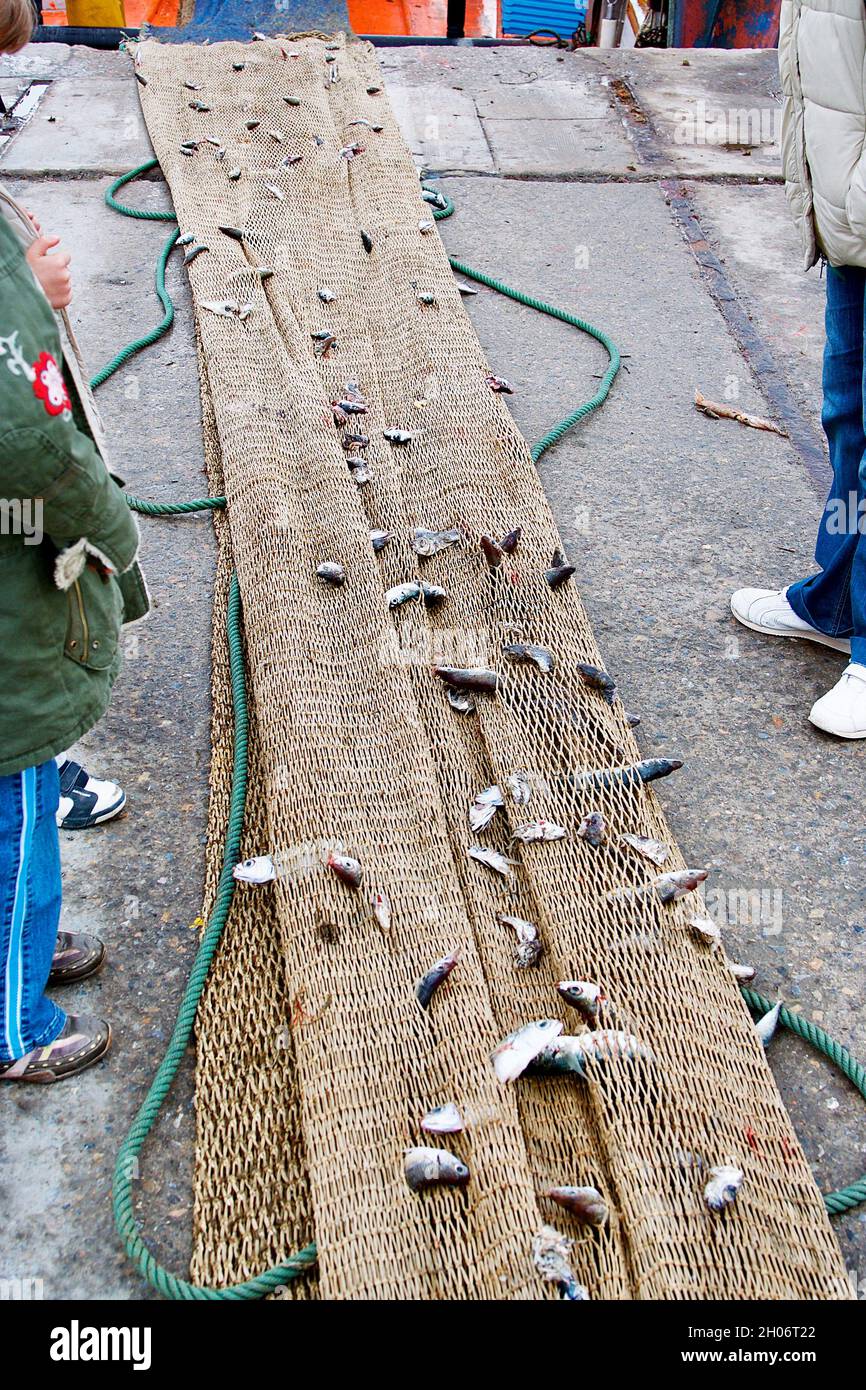 White fishing nets with lots of fish Stock Photo