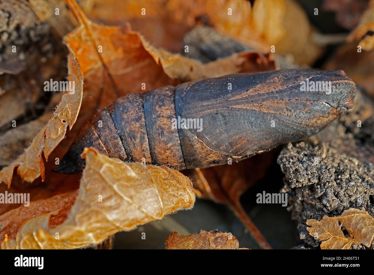 Pupa or chrysalis of Elephant hawk moth Deilephila elpenor overwintering in dead leaves Cotswold UK Stock Photo