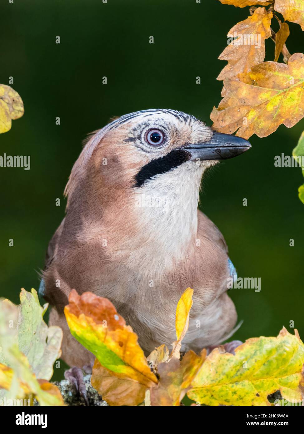 Jay foraging in autumn in mid Wales Stock Photo