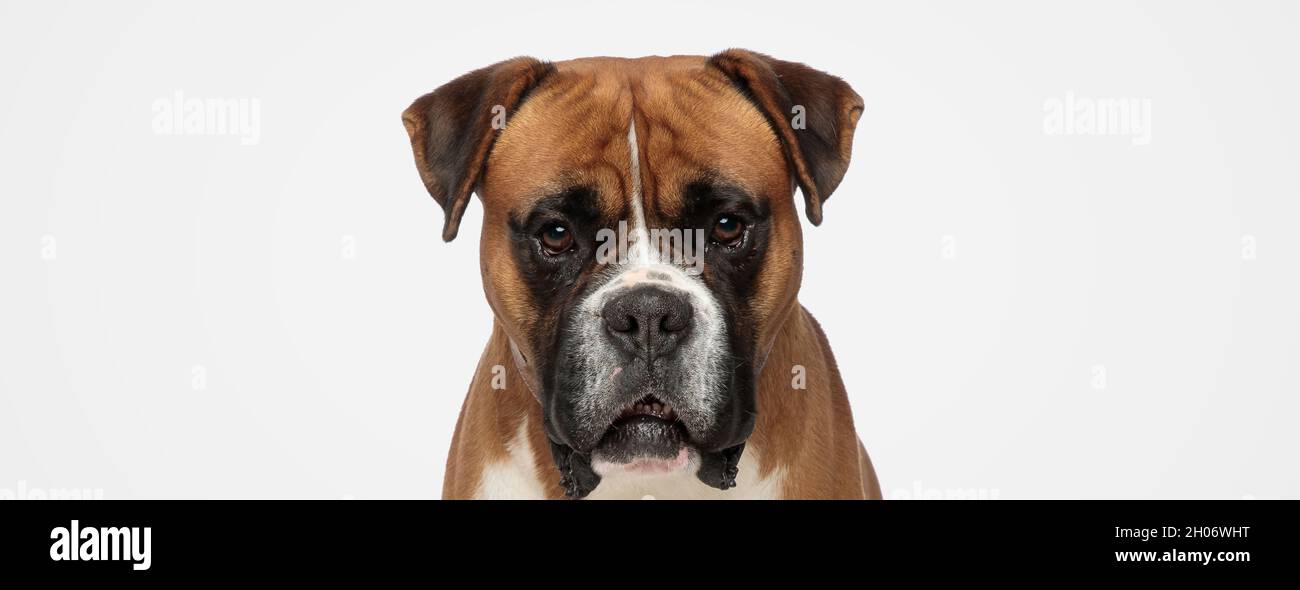 landscape of an adorable boxer dog looking at the camera against gray studio  background Stock Photo - Alamy