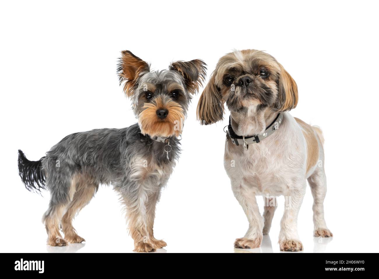 What Is A Shih Tzu And A Yorkie