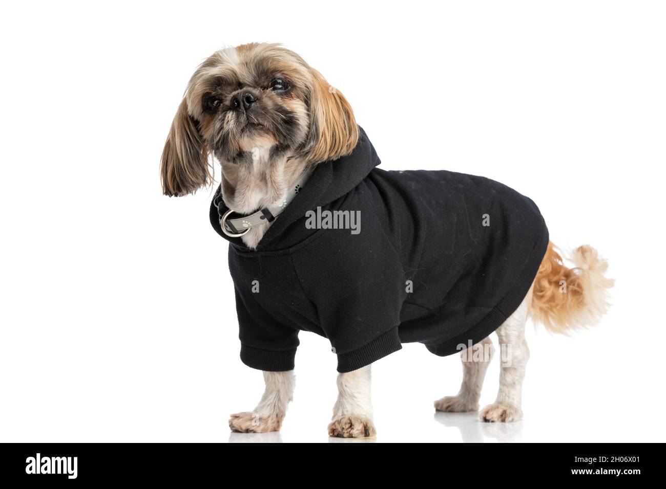 Shih Tzu Doggie Hoodie Shih Tzu Doggie Hoodie