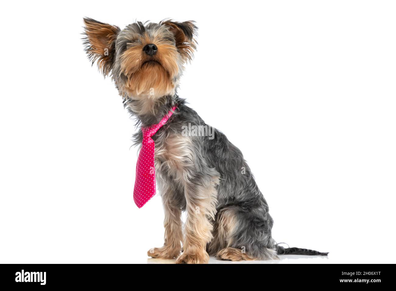yorkie tie