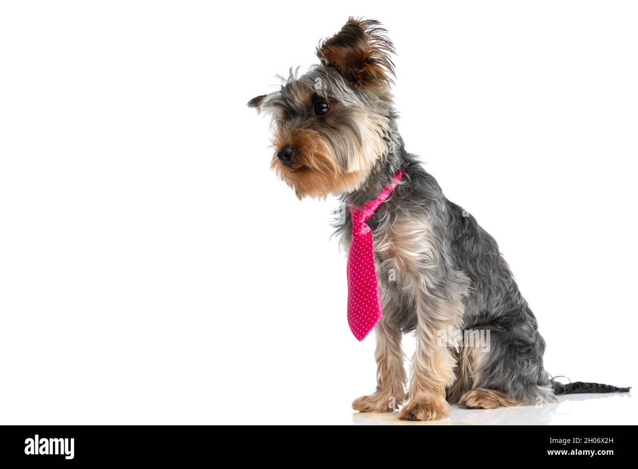 yorkie tie
