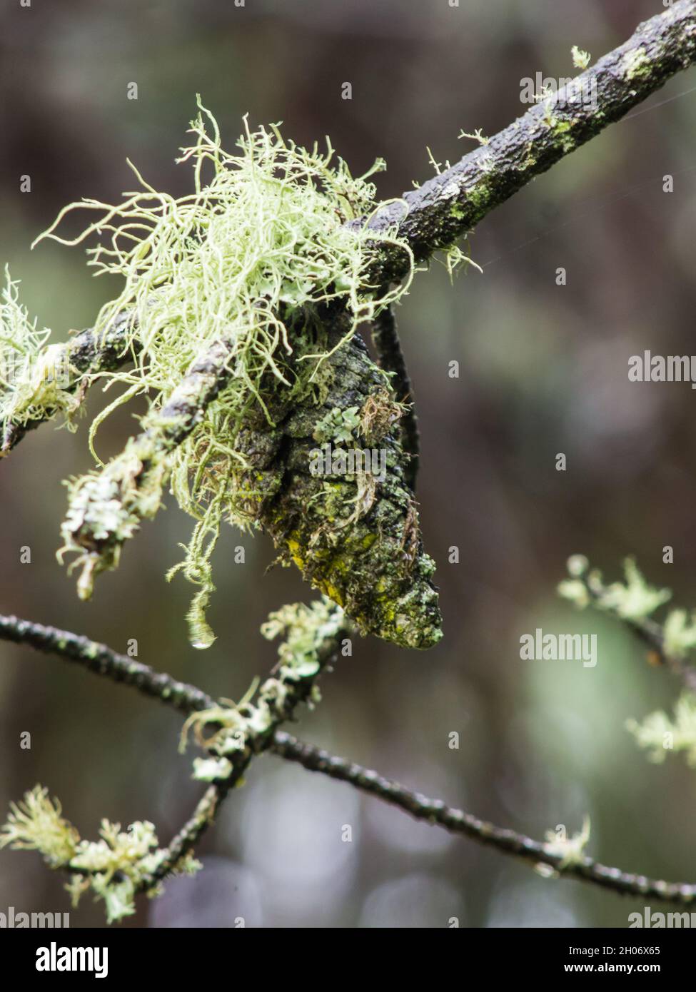 A pine cone covered in a type lichen of the Usnea family in a plantation in Magoebaskloof, South Africa Stock Photo