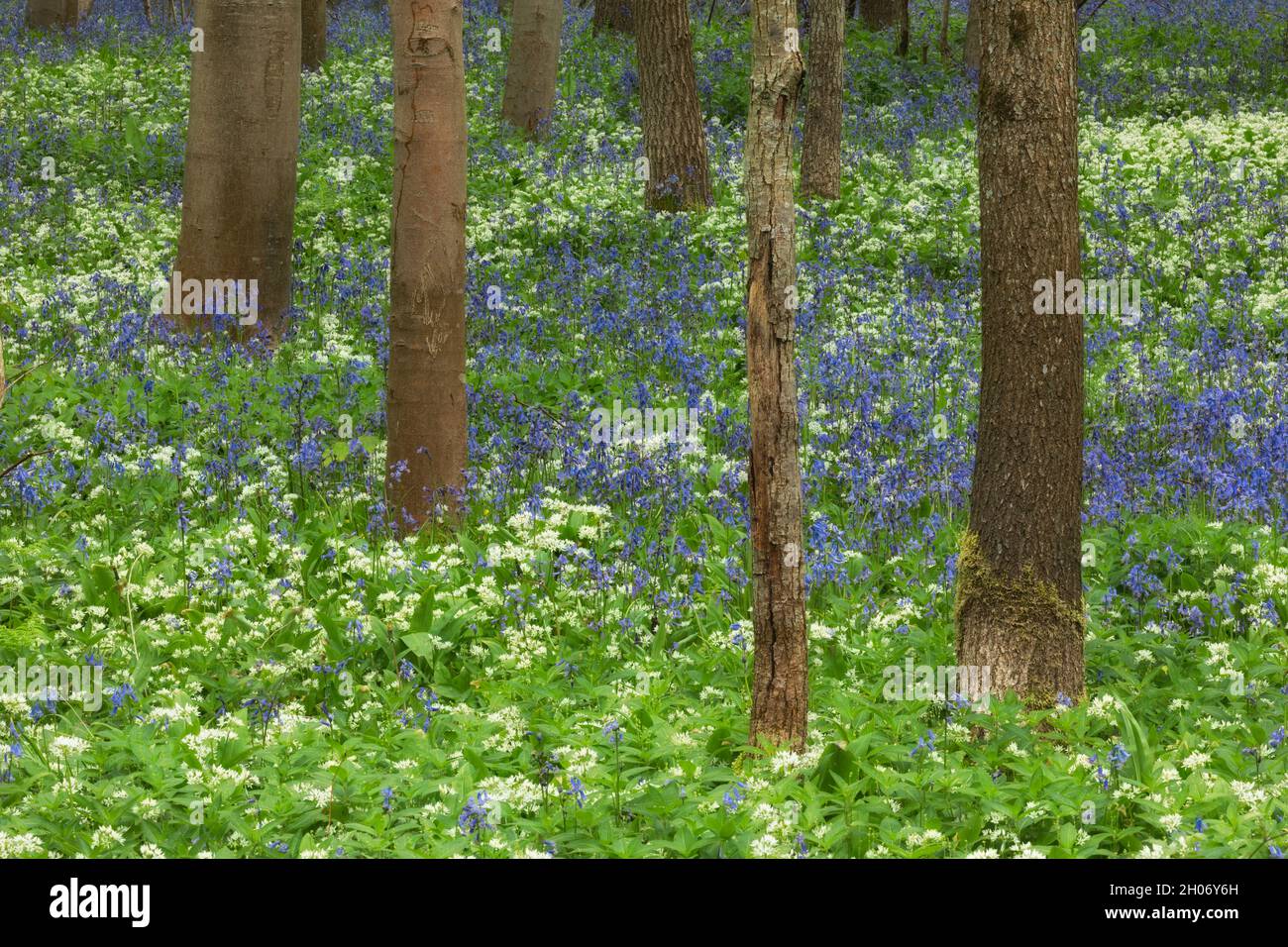 Broadleaved woodland in spring with Bluebells (Endymion non-scriptus) and Ramsons (Allium ursinum), near Blandford, Dorset, England, UK Stock Photo