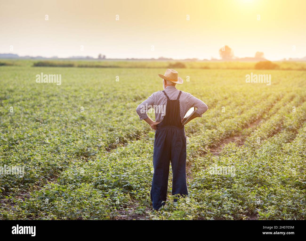 Rear view of senior farmer in overalls and with straw hat standing in ...