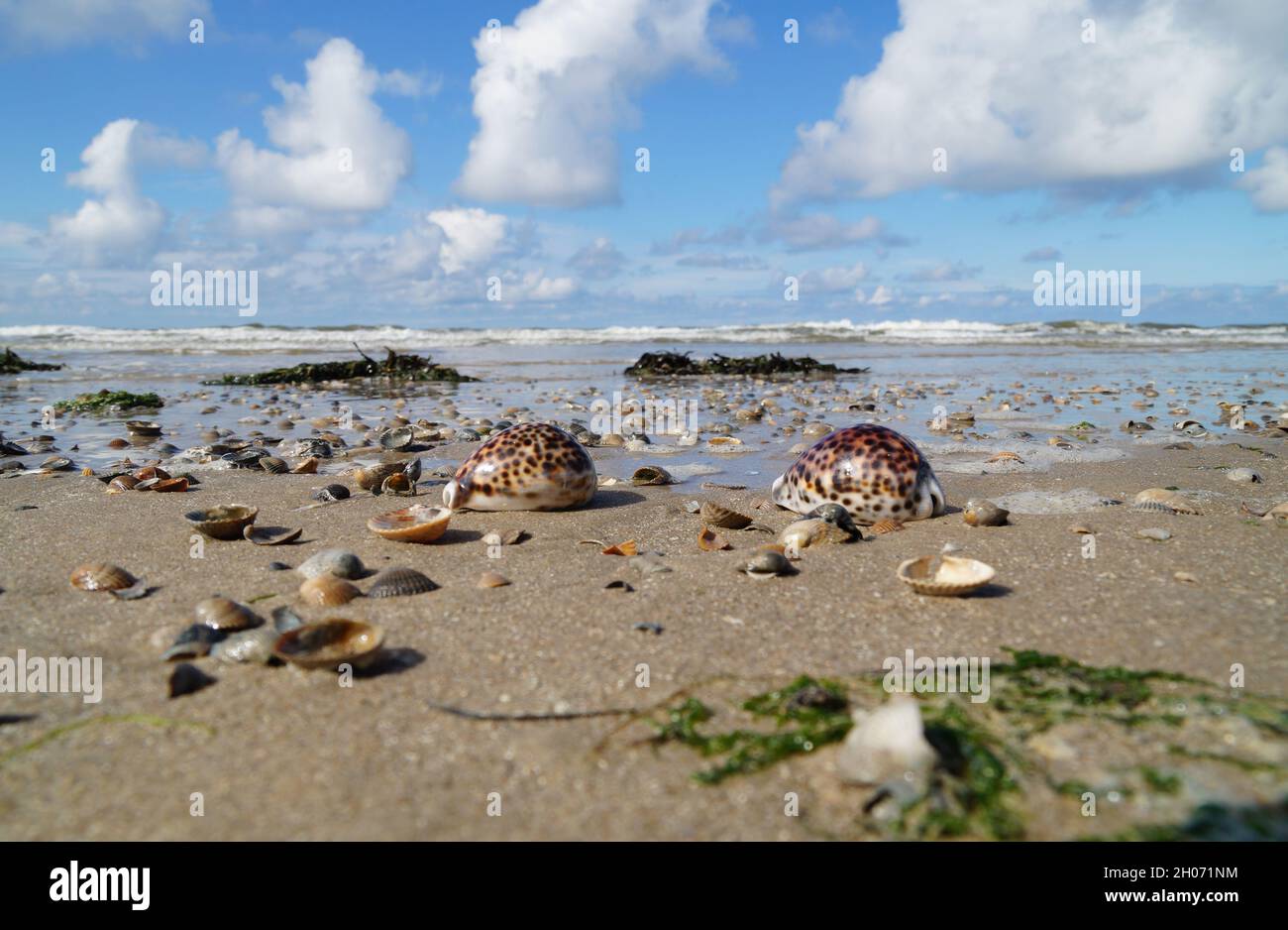 beautiful sea coast with Tiger Cowrie seashells Stock Photo