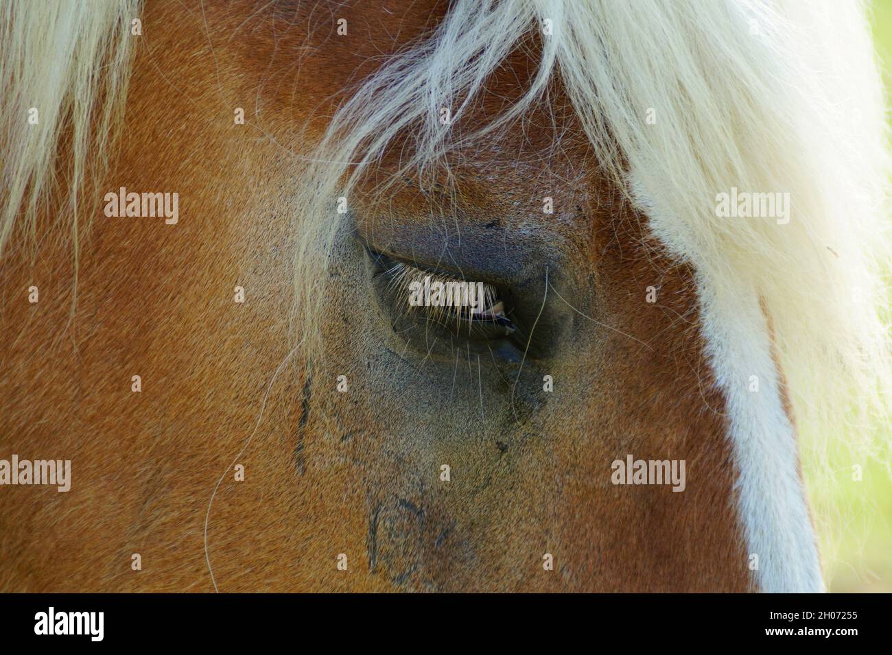 a beautiful Palomino horse dozing on the green meadow on the shores of of Baltrum Island in the North Sea (Germany) Stock Photo