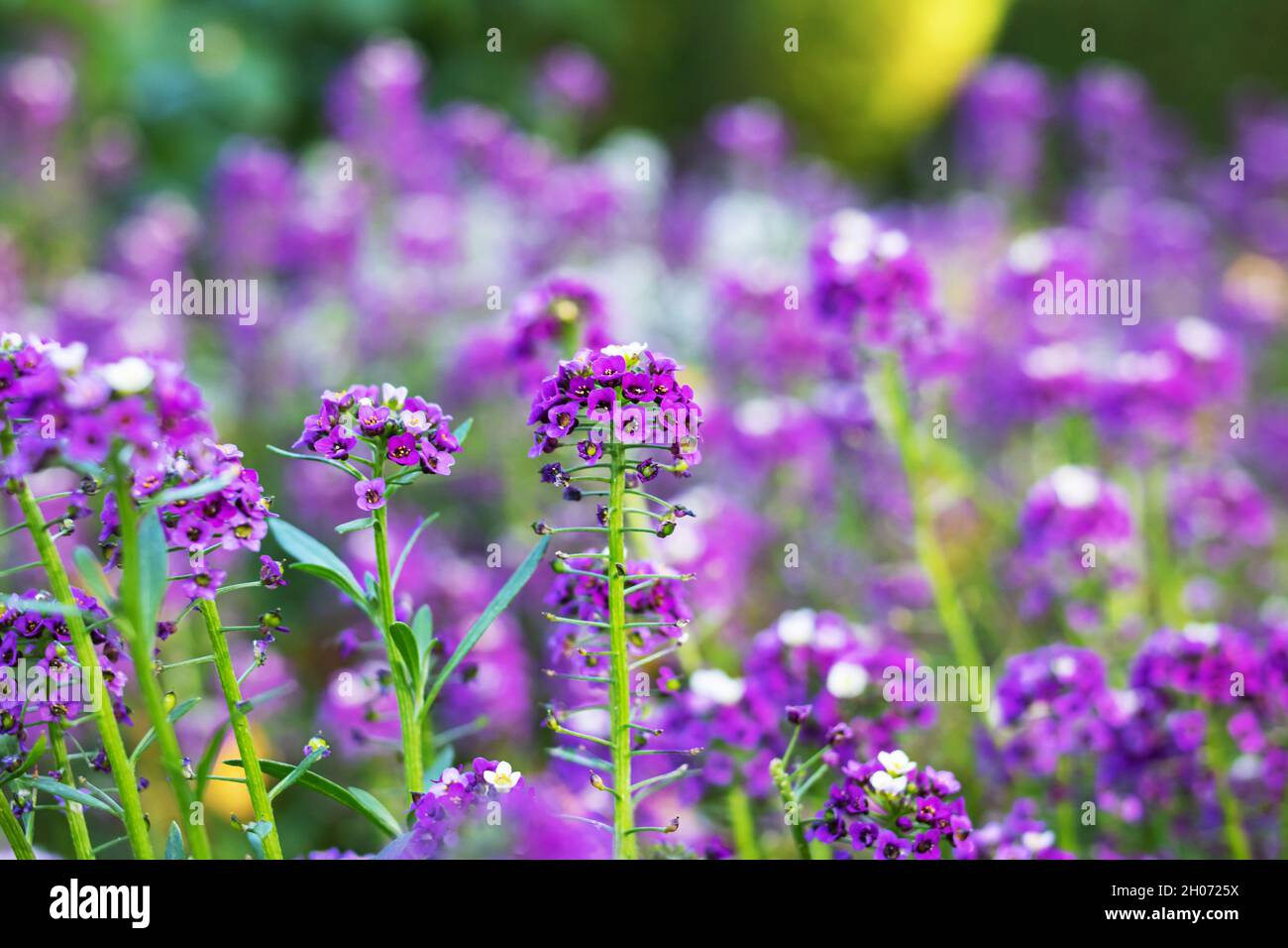 Purple alyssum flowers in the field close up Stock Photo - Alamy