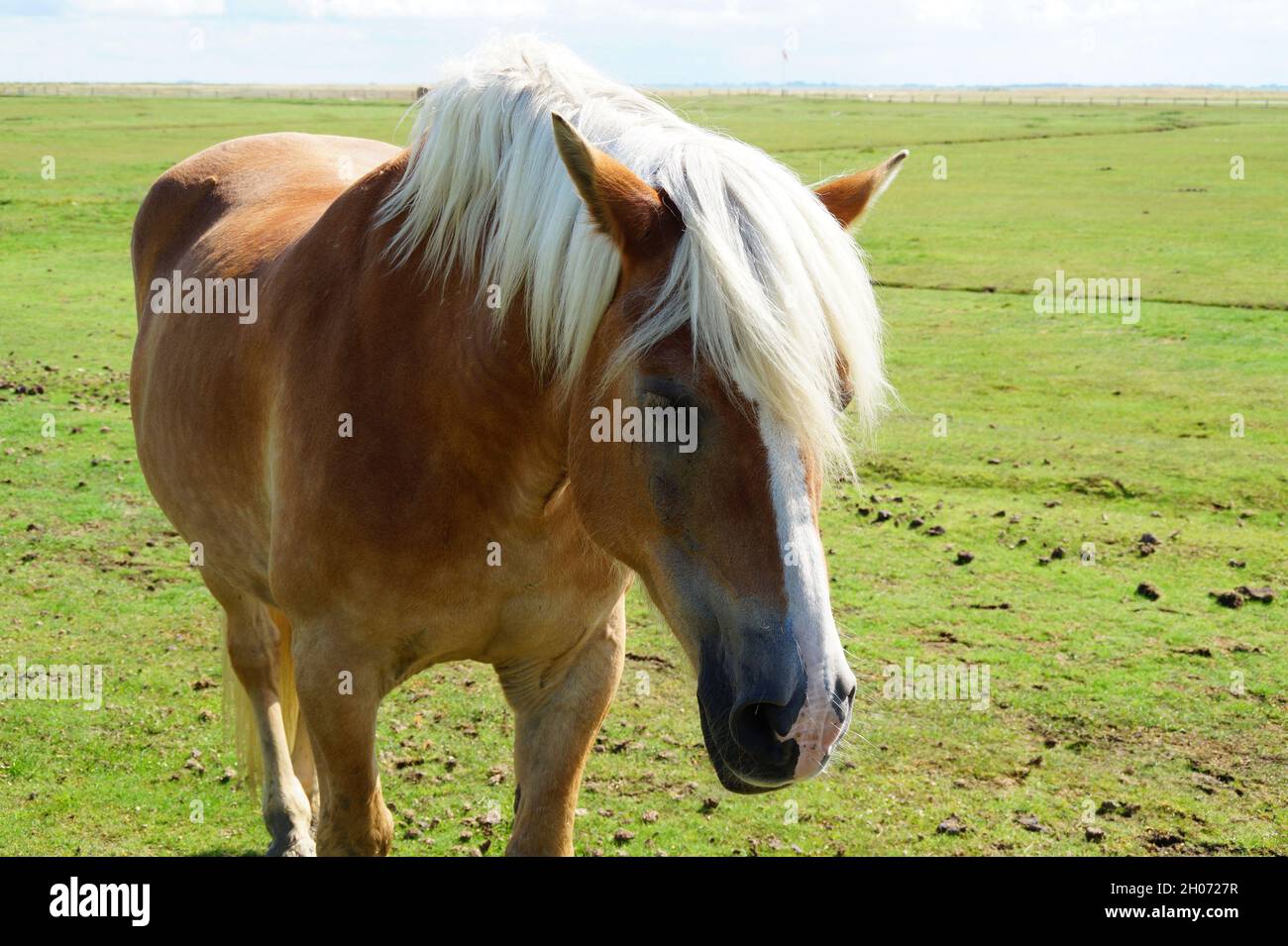a beautiful Palomino horse dozing on the green meadow on the shores of of Baltrum Island in the North Sea (Germany) Stock Photo