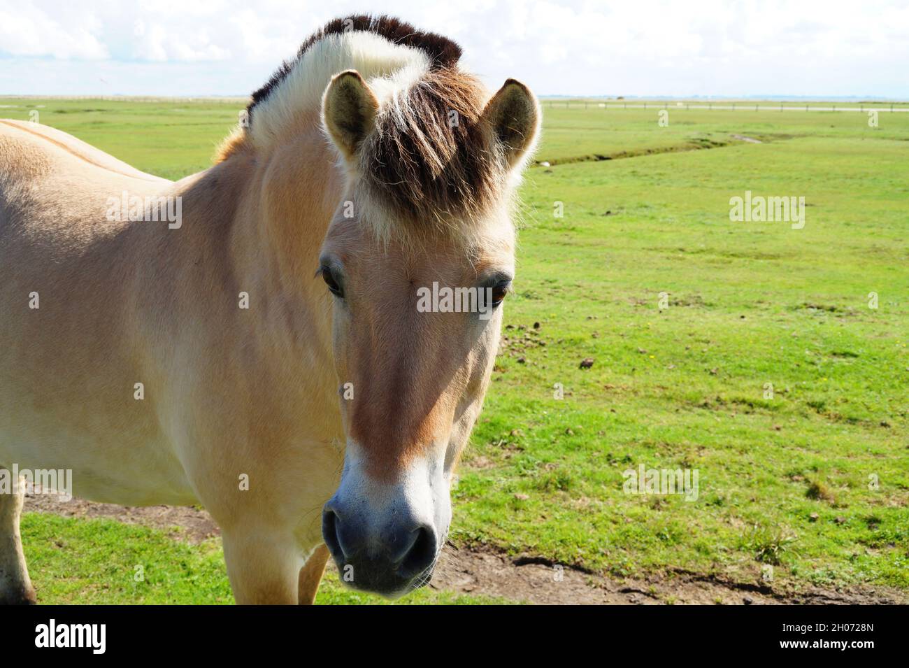 a beautiful Fjord horse with two-toned mane on the green meadow on the coast of Baltrum Island in the North Sea (Germany) Stock Photo