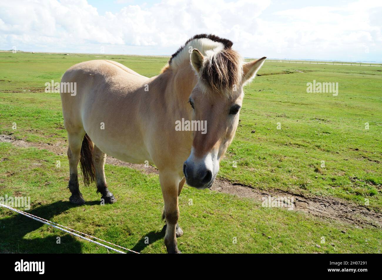 a beautiful Fjord horse with two-toned mane on the green meadow on the coast of Baltrum Island in the North Sea (Germany) Stock Photo