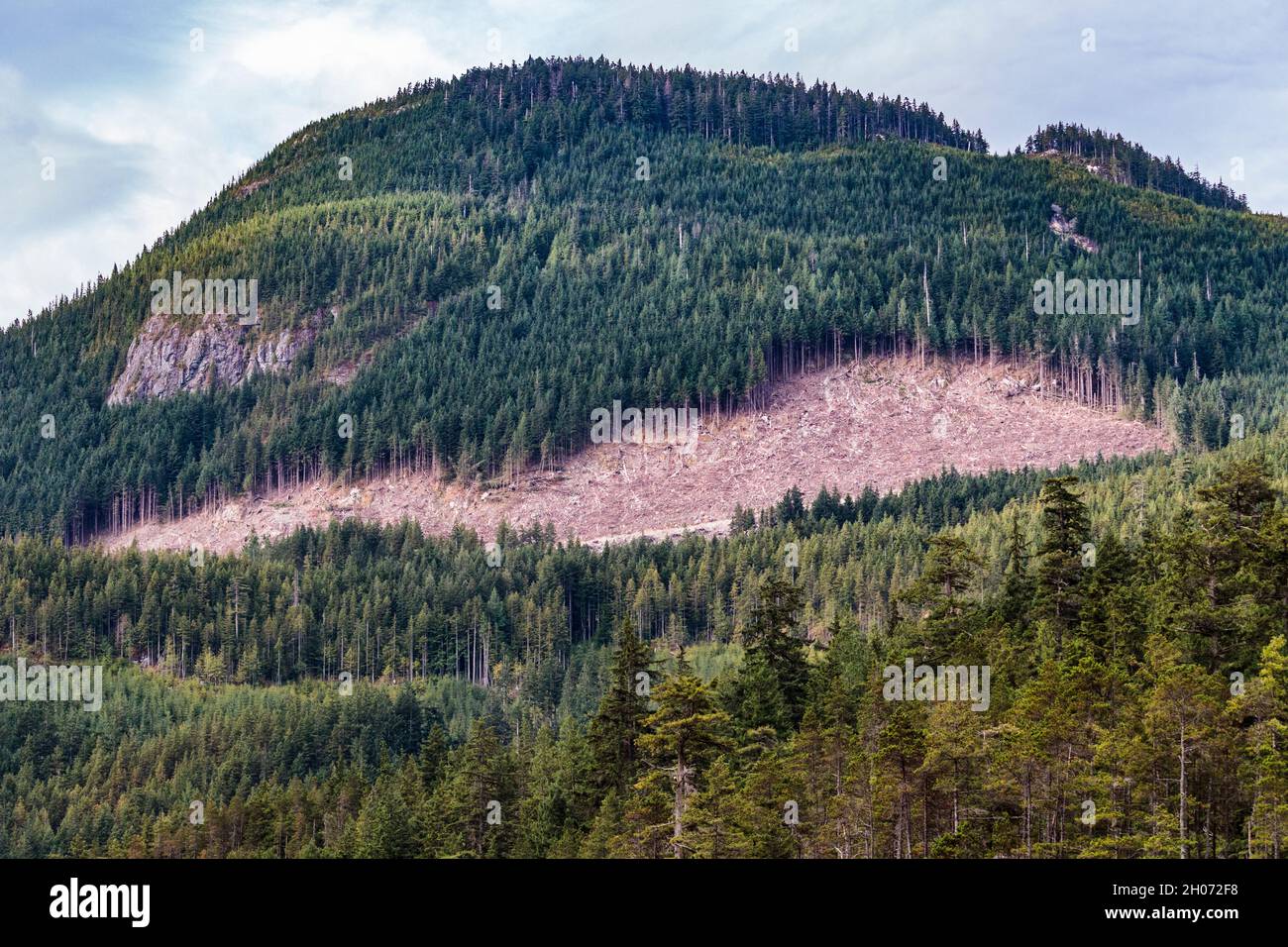 A patch of forest on a mountainside in coastal British Columbia has been clearcut, with a logging road just visible at the base of the logged area. Stock Photo