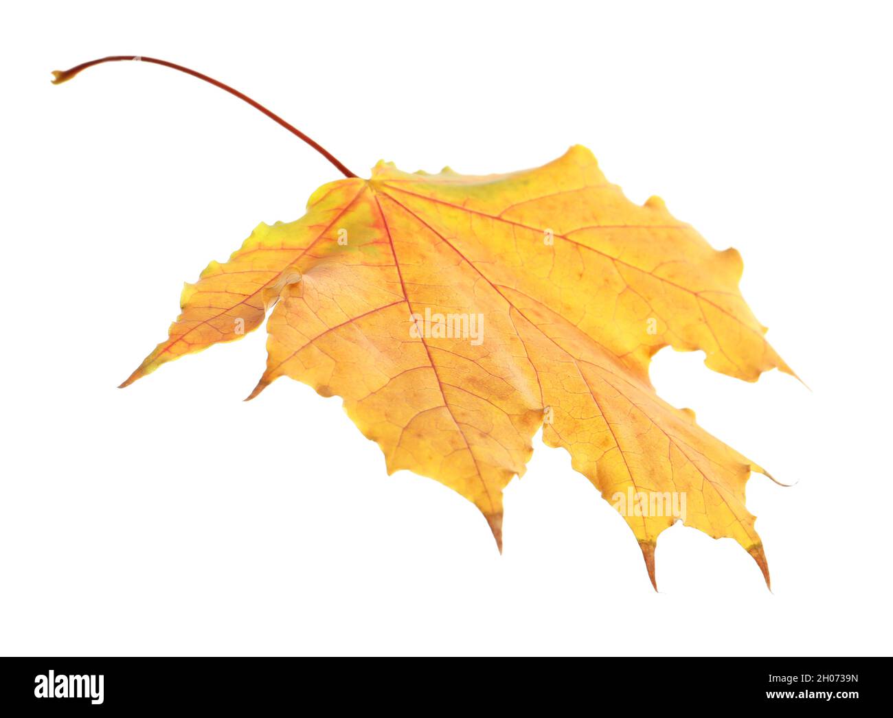 Beautiful autumn leaf on white background. Fall foliage Stock Photo - Alamy