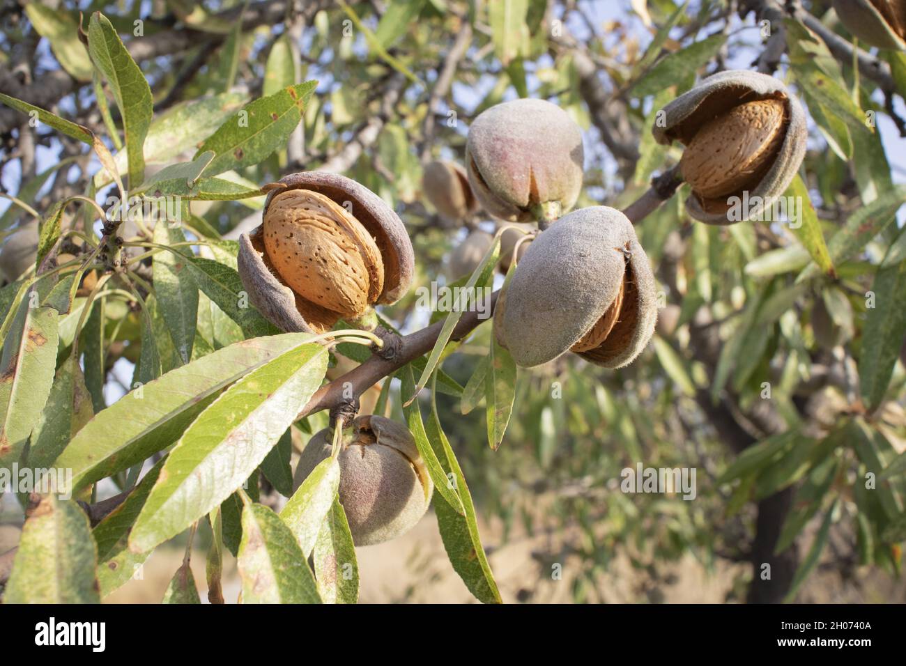 Ripe almonds on the tree ready to harvest Stock Photo - Alamy