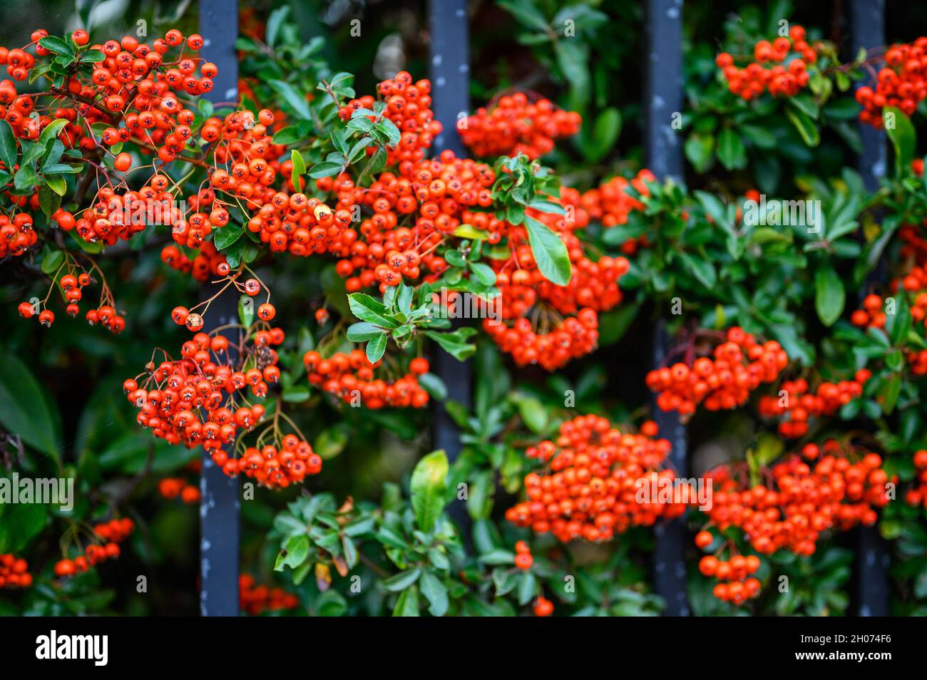 Hawthorn hedge with red hawthorn berries and black railings. This hawthorn hedge forms the boundary to a front garden. Stock Photo
