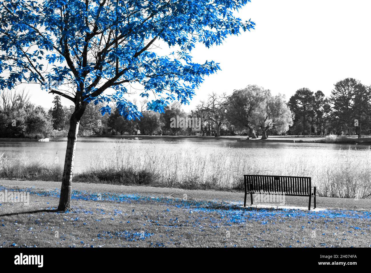 Pond scene in black and white hi-res stock photography and images - Alamy