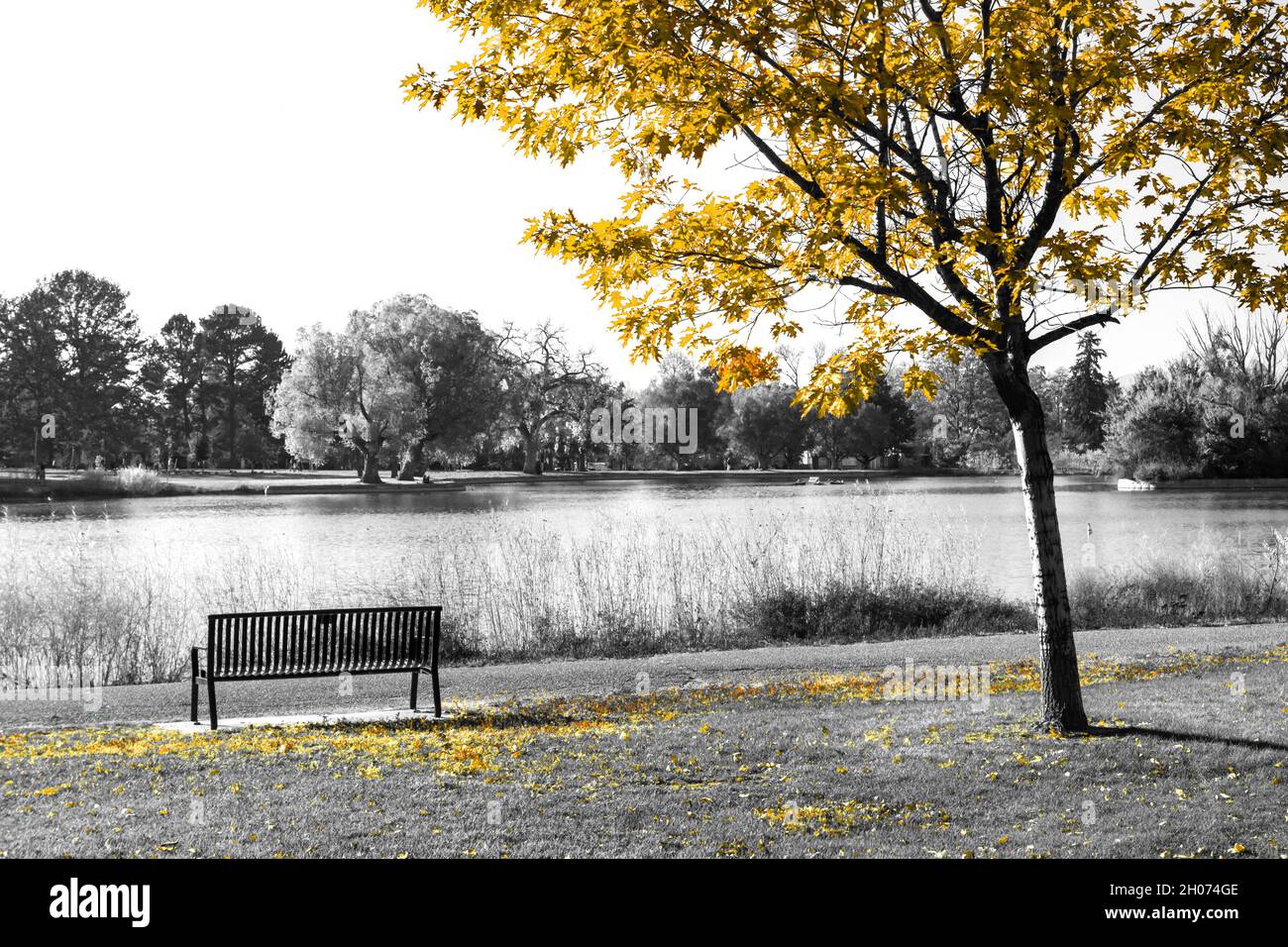 Yellow tree above an empty bench in a black and white fall landscape scene in the park Stock Photo