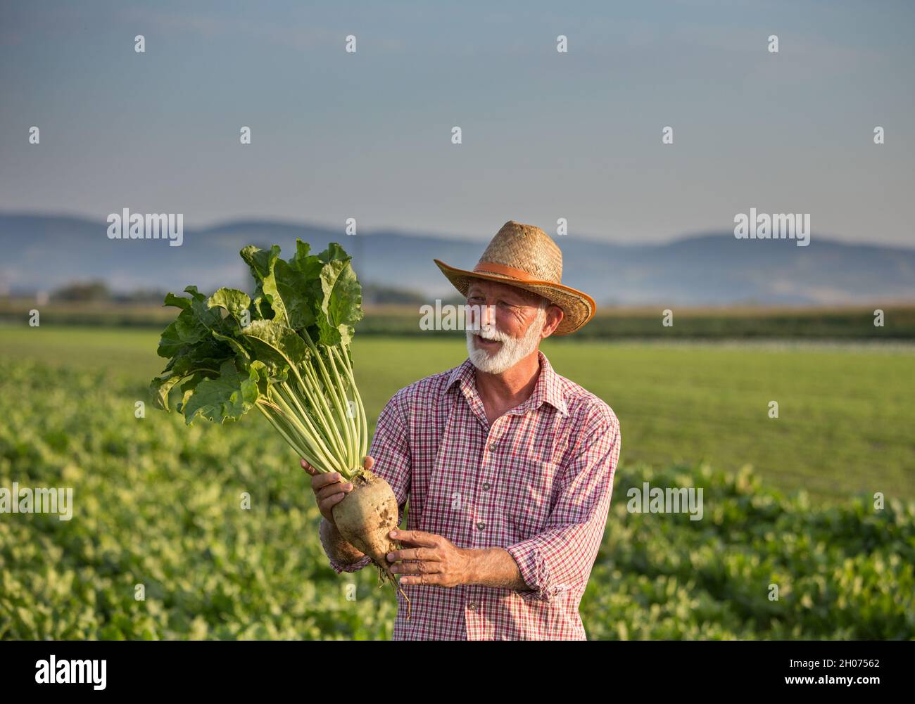Senior farmer with straw hat holding big ripe sugar beet in field in ...