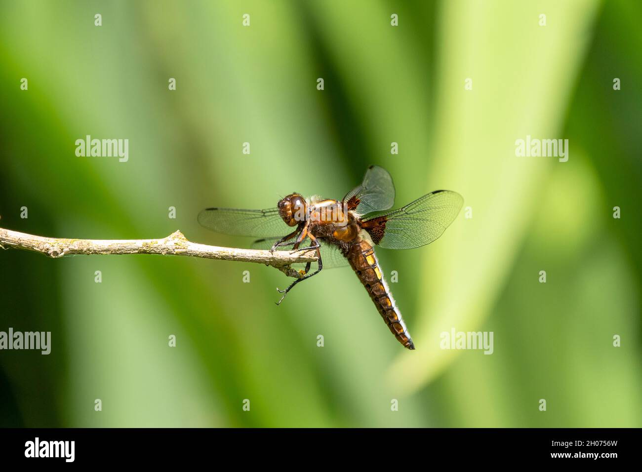 dragonfly sitting on branch Stock Photo