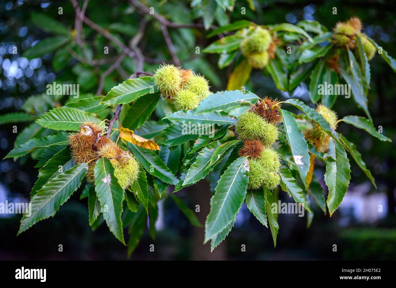 A branch of a sweet chestnut tree showing the fruit and leaves. The sweet chestnut is the tree that bears the edible chestnut. Stock Photo