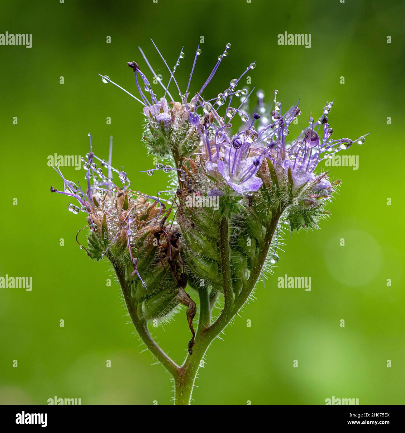 phacellia blossom with dew drops Stock Photo